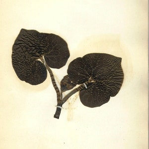 Wild Ginger Botanical Specimen 1897 Herbarium with Plant Description Pressed & Preserved 7" x 9" Antique Herbarium