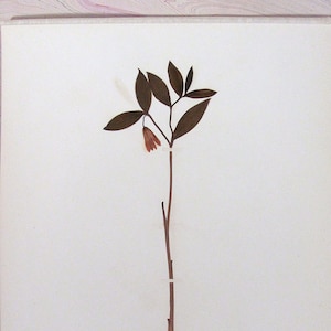 Spreading Bellwort Botanical Specimen Herbarium Pressed & Preserved 11" x 14" Antique Herbarium by Dr Charles B Heinly
