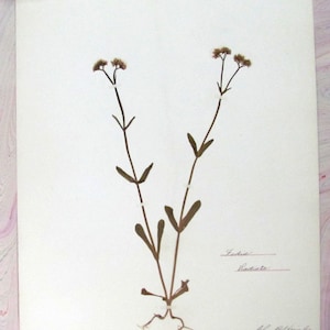 Grey Beaked Corn-salad Botanical Specimen Herbarium Pressed & Preserved 11" x 14" Antique Herbarium by Dr Charles B Heinly