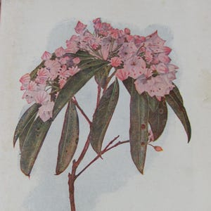 Wild Flowers Worth Knowing by Neltje Blanchan Published in 1922 by Doubleday Page & Co 16 Full Color Illustrations Antique Flower Book