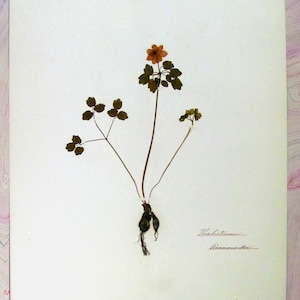 Rue Anemone Botanical Specimen Herbarium Pressed & Preserved 11" x 14" Antique Herbarium by Dr Charles B Heinly