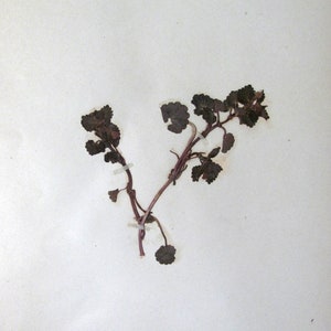 Ground Ivy Botanical Specimen 1897 Herbarium with Plant Description Pressed & Preserved 7&quot; x 9&quot; Antique Herbarium