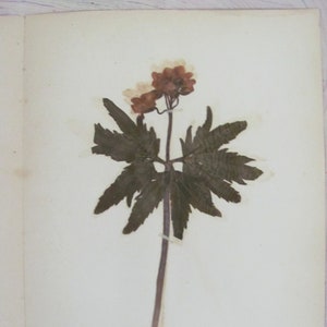 Toothwort Antique Botanical Specimen 1897 with Plant Description Pressed & Preserved 7&quot; x 9&quot; Antique Herbarium