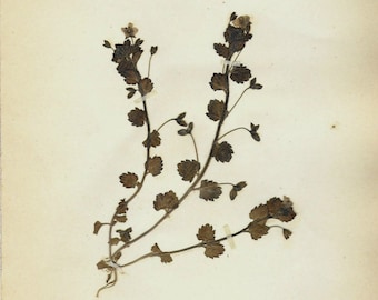 Catnip 'Ground Ivy' Botanical Specimen 1897 Herbarium with Plant Description Pressed & Preserved 7" x 9" Antique Herbarium