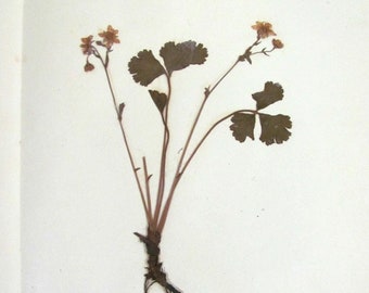 Espécimen botánico antiguo de fresa estéril de 1925 con descripción de la planta, prensado y conservado, 7 1/4" x 9 1/4". Herbario antiguo.