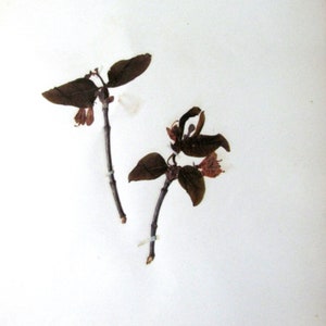 Small Honeysuckle Botanical Specimen 1897 Herbarium with Plant Description Pressed & Preserved 7&quot; x 9&quot; Antique Herbarium