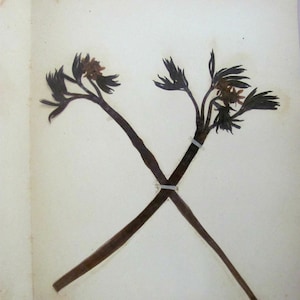 Blue Gohosh Botanical Specimen 1897 Herbarium with Plant Description Pressed & Preserved 7&quot; x 9&quot; Antique Herbarium