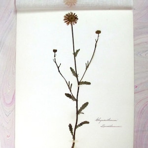 Ox-eye Daisy Botanical Specimen Herbarium Pressed & Preserved 11" x 14" Antique Herbarium by Dr Charles B Heinly