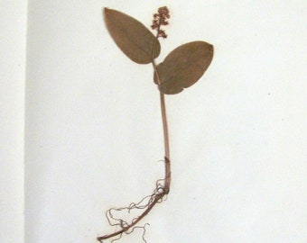 Canadian or False Lily Of The Valley Antique Botanical Specimen 1925 Plant Description Pressed & Preserved 7 1/4" x 9 1/4" Antique Herbarium