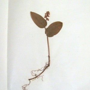 Canadian or False Lily Of The Valley Antique Botanical Specimen 1925 Plant Description Pressed & Preserved 7 1/4" x 9 1/4" Antique Herbarium