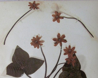 Round Lobed Hipatica Botanical Specimen 1897 Herbarium with Plant Description Pressed & Preserved 7" x 9" Antique Herbarium