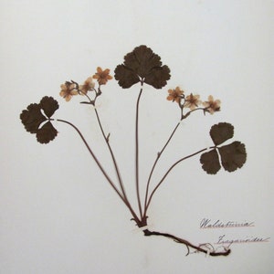 Appalachian Barren Strawberry Botanical Specimen Herbarium Pressed & Preserved 11" x 14" Antique Herbarium by Dr Charles B Heinly