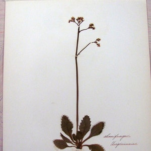 Early Saxifrage Botanical Specimen Herbarium Pressed & Preserved 11" x 14" Antique Herbarium by Dr Charles B Heinly