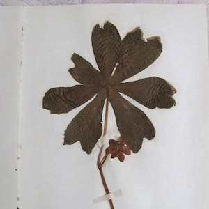 May Apple Antique Botanical Specimen with Plant Description Pressed & Preserved 8 1/4" x 10 3/4" Ready To Frame Antique Herbarium
