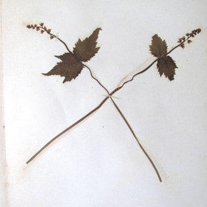 Two Leaved Mitrewort or Bishop's Cap Botanical Specimen 1897 Herbarium with Plant Description Pressed & Preserved 7" x 9" Antique Herbarium