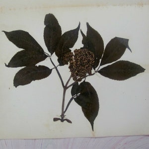 Red Berried Elder Botanical Specimen 1897 Herbarium with Plant Description Pressed & Preserved 7&quot; x 9&quot; Antique Herbarium