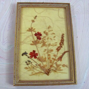 Vintage Herbarium Framed Artwork Made in Germany