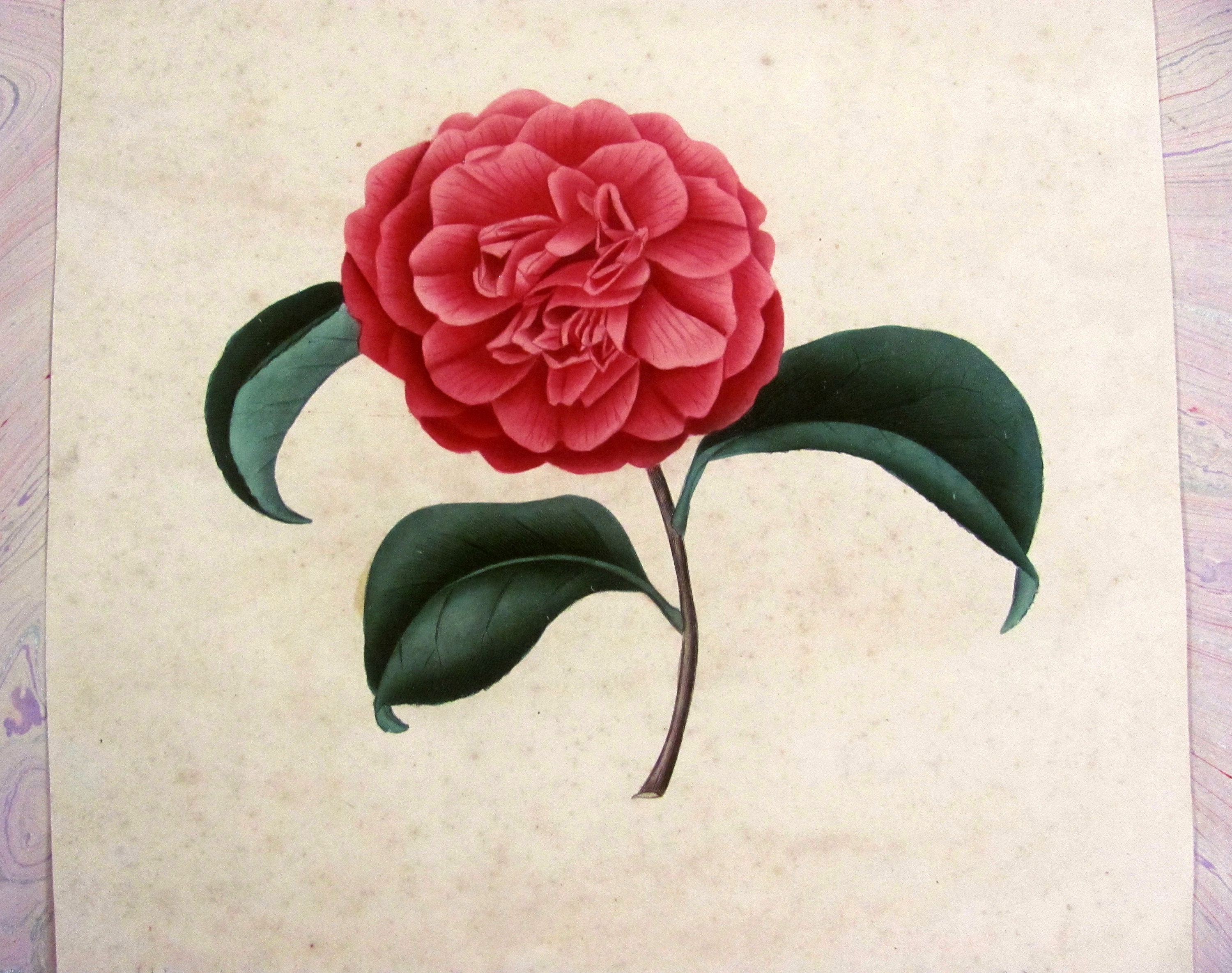 Camellia Plates - Etsy