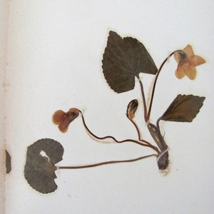 Blue Violet Antique Botanical Specimen 1897 with Plant Description Pressed & Preserved 7&quot; x 9&quot; Antique Herbarium
