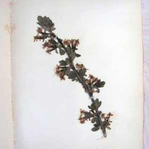 Early Meadow Rue Antique Botanical Specimen 1897 with Plant Description Pressed & Preserved 7" x 9" Antique Herbarium
