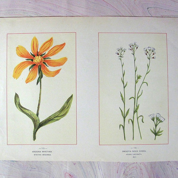 Antique Botanical Illustrated Plate 'The Wild Flowers of America: The Botanical Fine Art Weekly' published in 1894 by G H Buek & Co NY