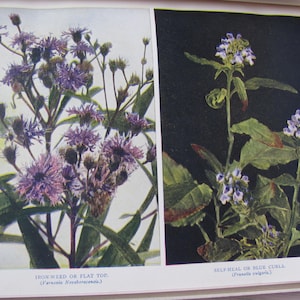 The Nature Library Wild Flowers/Nature&#39;s Garden by Neltje Blanchan Vol. 9 Published by Doubleday, Page & Company 1905 Antique Book