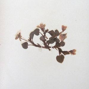 Dog Violet Antique Botanical Specimen 1897 with Plant Description Pressed & Preserved 7&quot; x 9&quot; Antique Herbarium