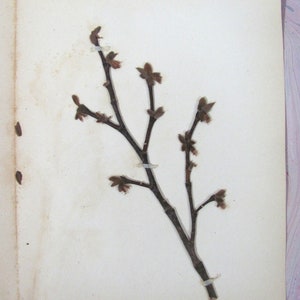 Leather or Moosewood Antique Botanical Specimen 1897 with Plant Description Pressed & Preserved 7&quot; x 9&quot; Antique Herbarium