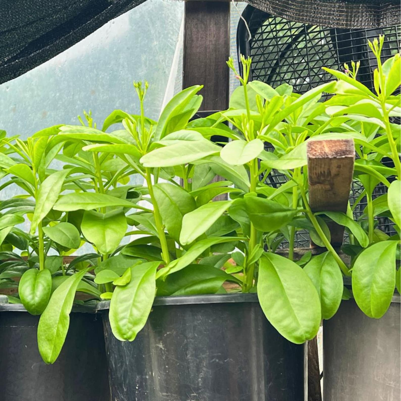 Gbure Organic Waterleaf Seeds – Efo Gbure, Ceylon Spinach, Philippine Spinach ...
