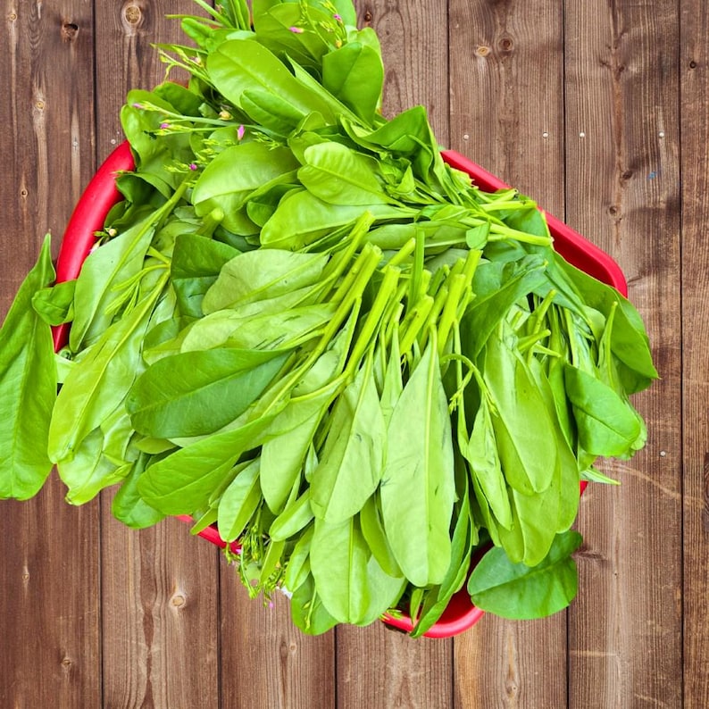 Gbure Organic Waterleaf Seeds – Efo Gbure, Ceylon Spinach, Philippine Spinach ...