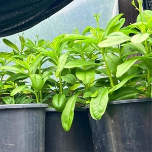 Water Leaf Seeds Organic Efo Gbure Seeds (100/200 Seeds) – Waterleaf Vegetable for Nutritious Stews | Ceylon Spinach | Philippine Spinach
