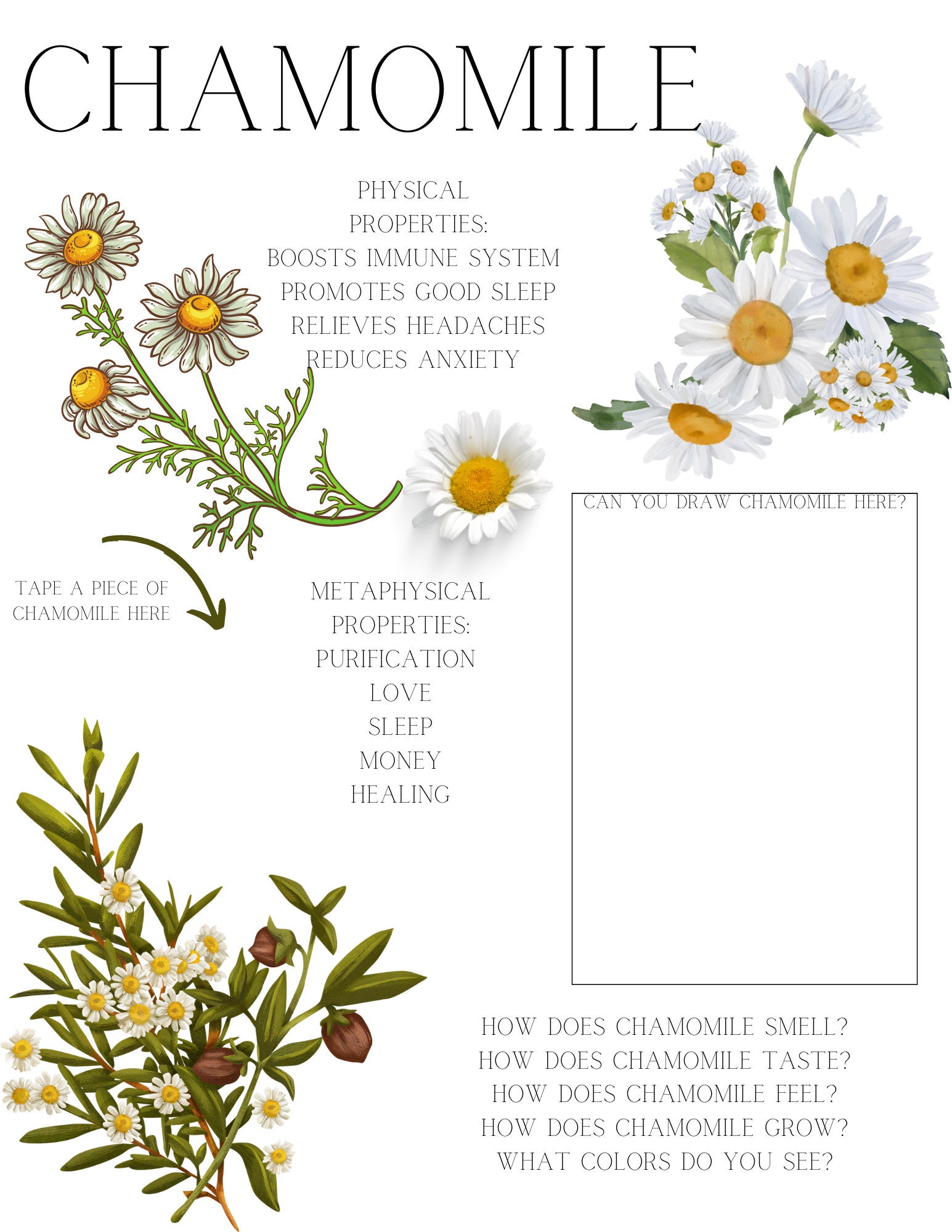 MY FIRST HERBS Preschool Herbal Work Sheets Toddler - Etsy