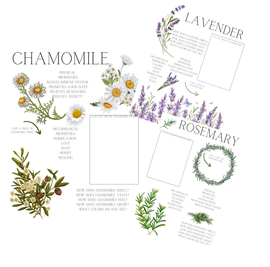 MY FIRST HERBS | Preschool Herbal Work Sheets | Toddler Workbooks ...