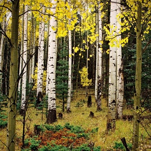 Aspen Grove In Upper Red River Valley