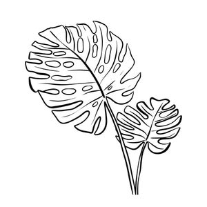 Monstera Plant 2 Digital Art Print Vector
