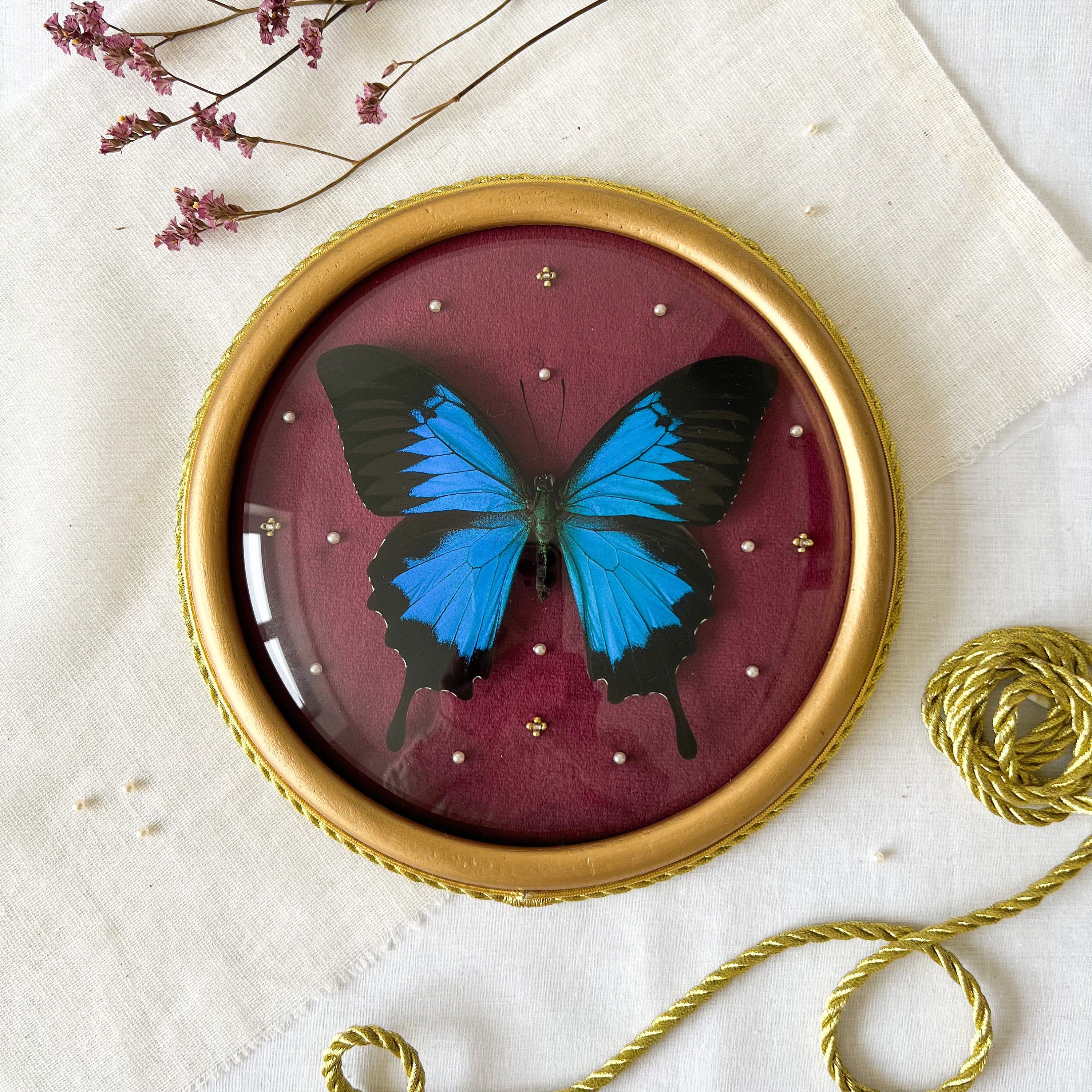 Papillon Ulysse Entomologie avec Broderies Dans Sont Cadre Doré