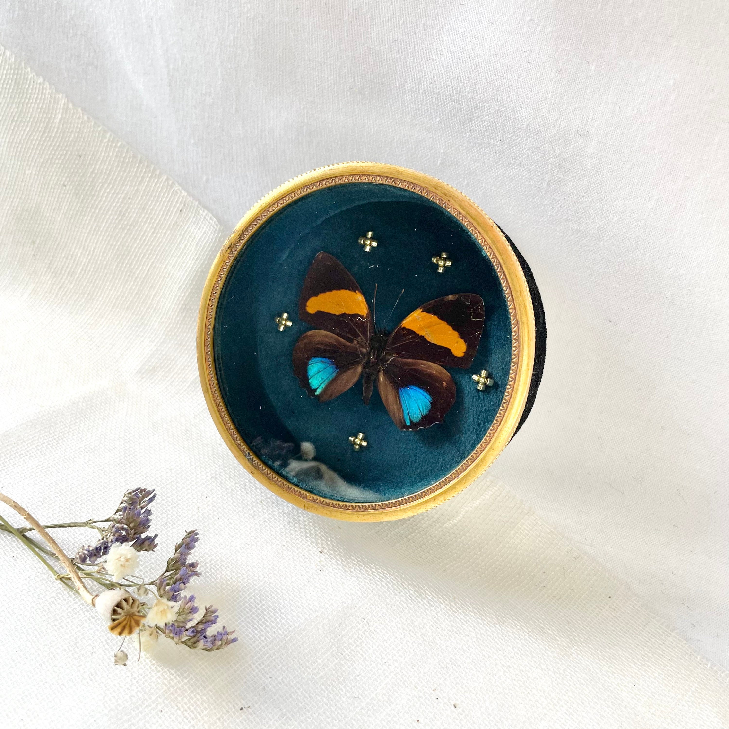 Petit Cadre Cylindrique Entomologie avec Papillon Orné de Fines Broderies.