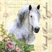 Cherish Horse Graphics