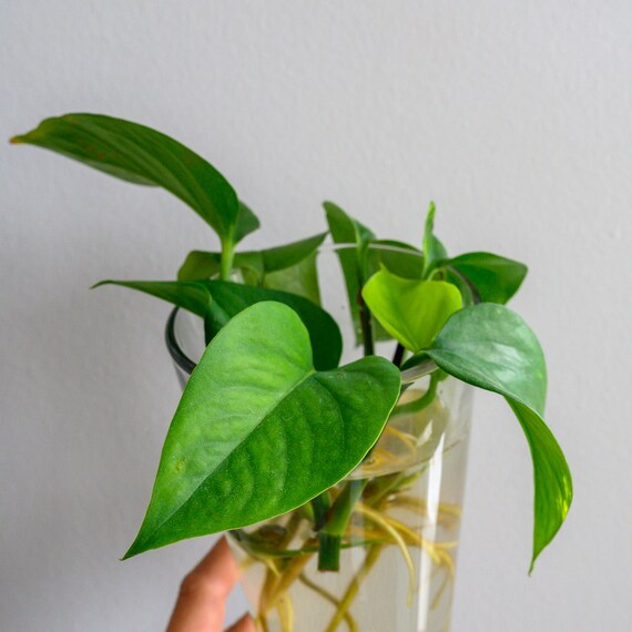 pink pothos plant Costa Farms Pink Princess Philodendron House Plant in 1-Pack Planter