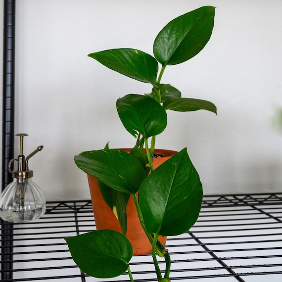 best pots for philodendron Philodendron Collection  4 Exclusive Varieties in 2-Inch Pots | Easy-Care  Indoor Plants