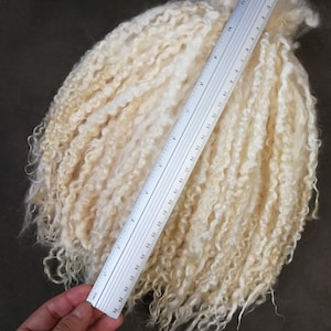 May include: A bundle of off-white, curly, raw animal fiber locks positioned next to a clear plastic ruler. The ruler shows the fiber locks measure approximately 11.5 inches in length. The texture is long, wavy, and soft in appearance.