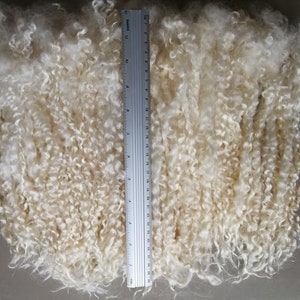 May include: A mass of off-white, curly animal fiber locks arranged vertically. A silver metal ruler is placed over the center of the fibers, showing a length measurement of approximately 11.75 inches from the top to the bottom edge of the ruler.