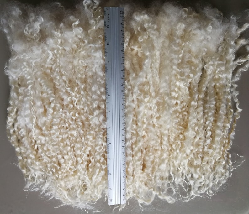 May include: A mass of off-white, curly animal fiber locks arranged vertically. A silver metal ruler is placed over the center of the fibers, showing a length measurement of approximately 11.75 inches from the top to the bottom edge of the ruler.
