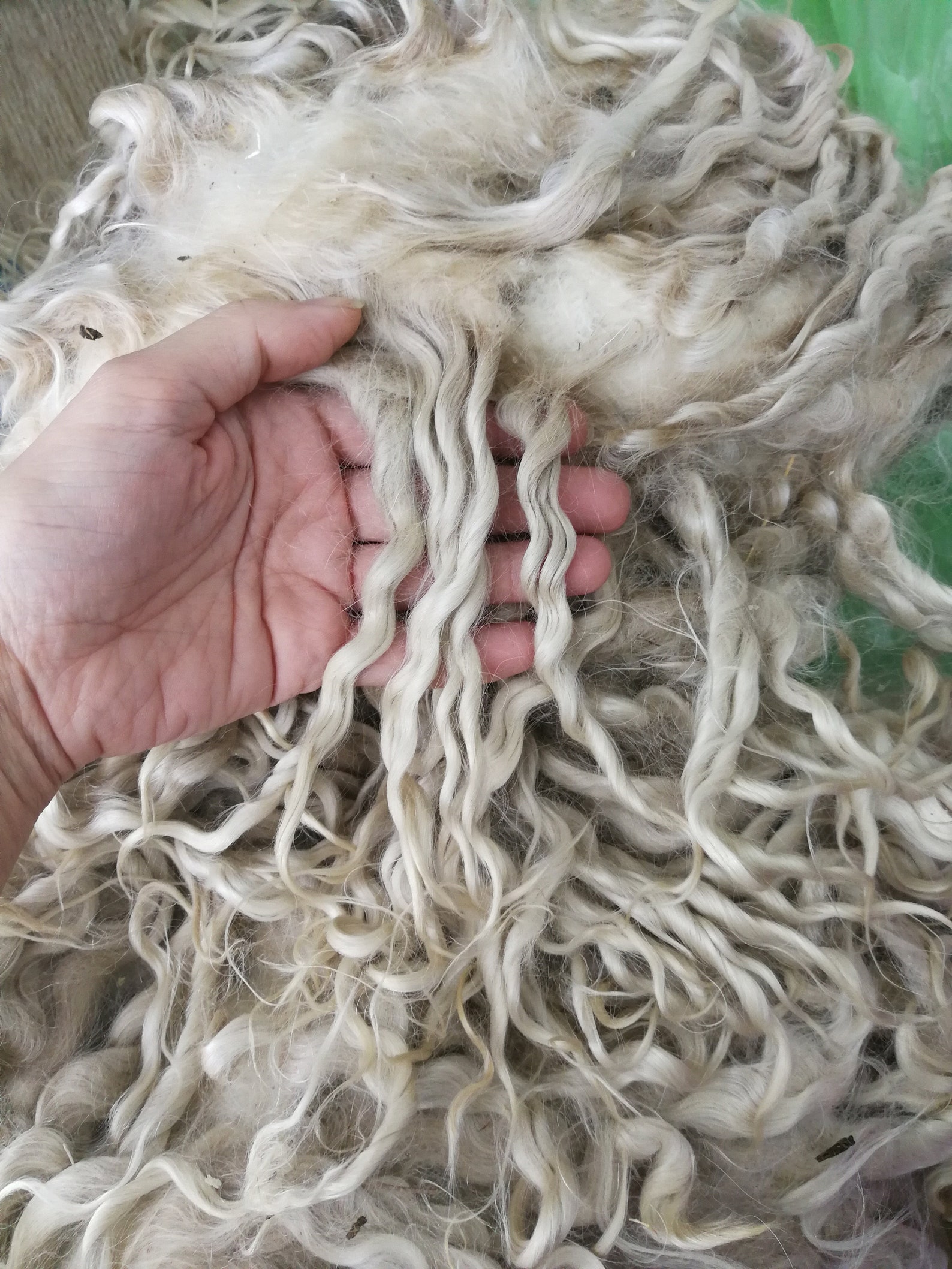 XL size luxuriously soft raw Angora goat wool fleece for Etsy