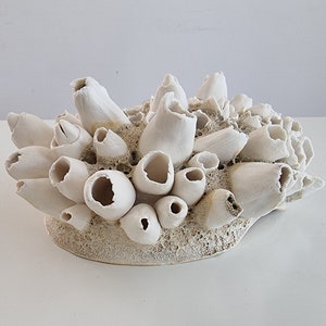 Porcelana Barnacles, feita à mão e belíssima!