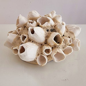 Handmade barnacles porcelain, handmade barnacles made of porcelain. Ceramics image 1