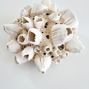 Handmade barnacles porcelain, handmade barnacles made of porcelain. Ceramics image 4