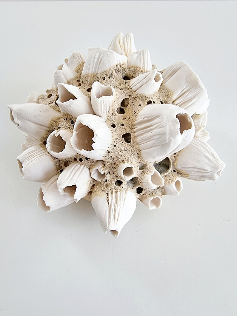 Handmade barnacles porcelain, handmade barnacles made of porcelain. Ceramics image 4