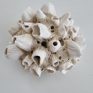 Handmade barnacles porcelain, handmade barnacles made of porcelain. Ceramics image 2