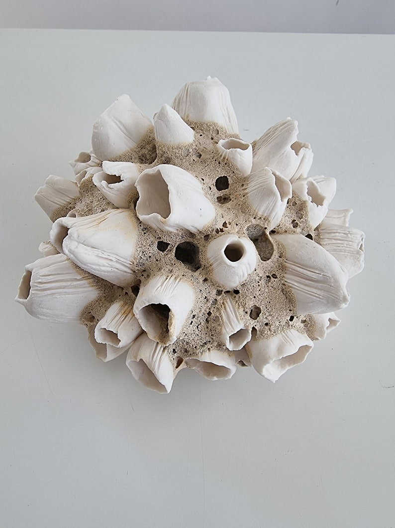 Handmade barnacles porcelain, handmade barnacles made of porcelain. Ceramics image 2